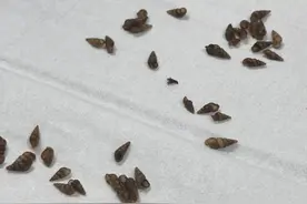 连续30多年未发现本地新感染血吸虫病病例！广东：继续巩固血吸虫病消除成果图片