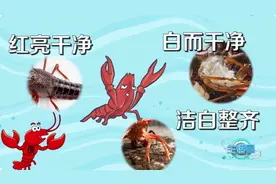 小龙虾即将大量上市！提醒：这些部位最好不要吃图片