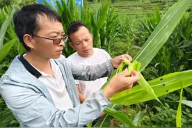 岑巩县：植保无人机助力大豆玉米病虫害防治图片