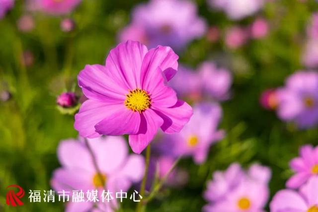 福州新晋顶流！“粉色花海”惊艳上线，本周末出片首选地