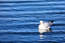 冬日青海湖图片
