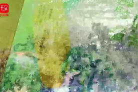 春城晚报-开屏新闻·生活节｜2024年古树名木保护科普宣传周在昆启动图片
