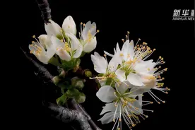 春分：春光恰好 花开三月图片