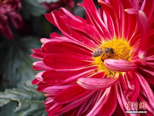 江西南昌天香园万菊绽放 民众醉游菊香花海