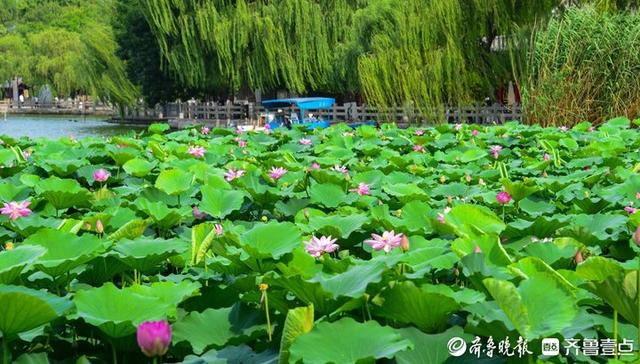 解锁泉城夏日限定浪漫！济南第39届荷花艺术节启幕