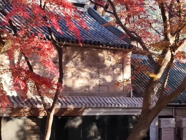 这美景谁顶得住！青岛12月藏着个“反季节”红枫秘境，错过再等一年……