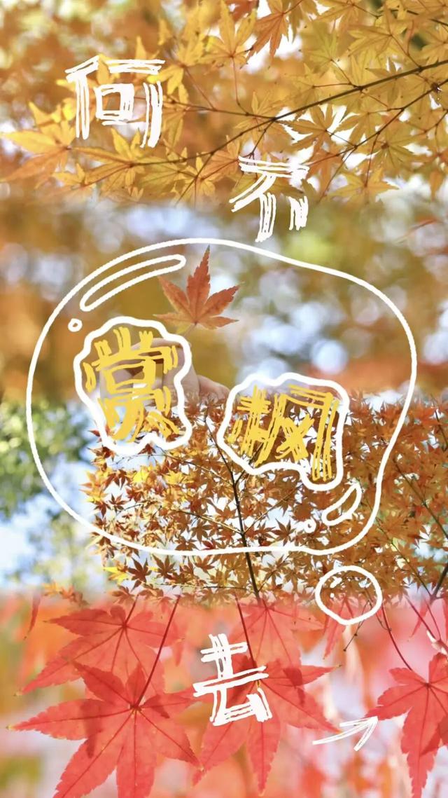 想你的“枫”，红了！终于红了！