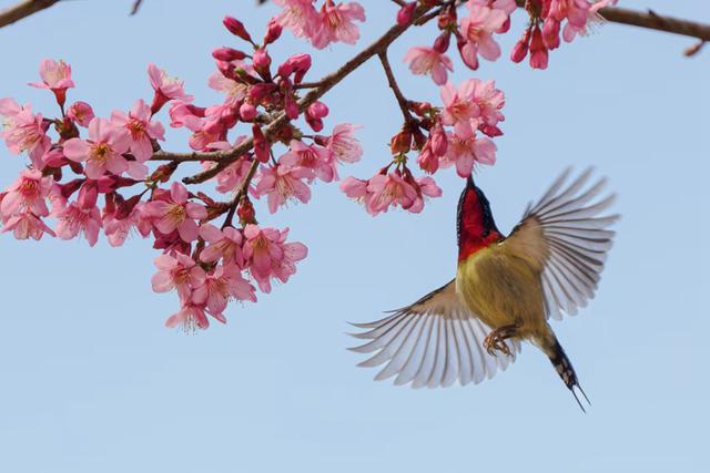 厦门: 樱花初绽放 鸟儿喜闹春