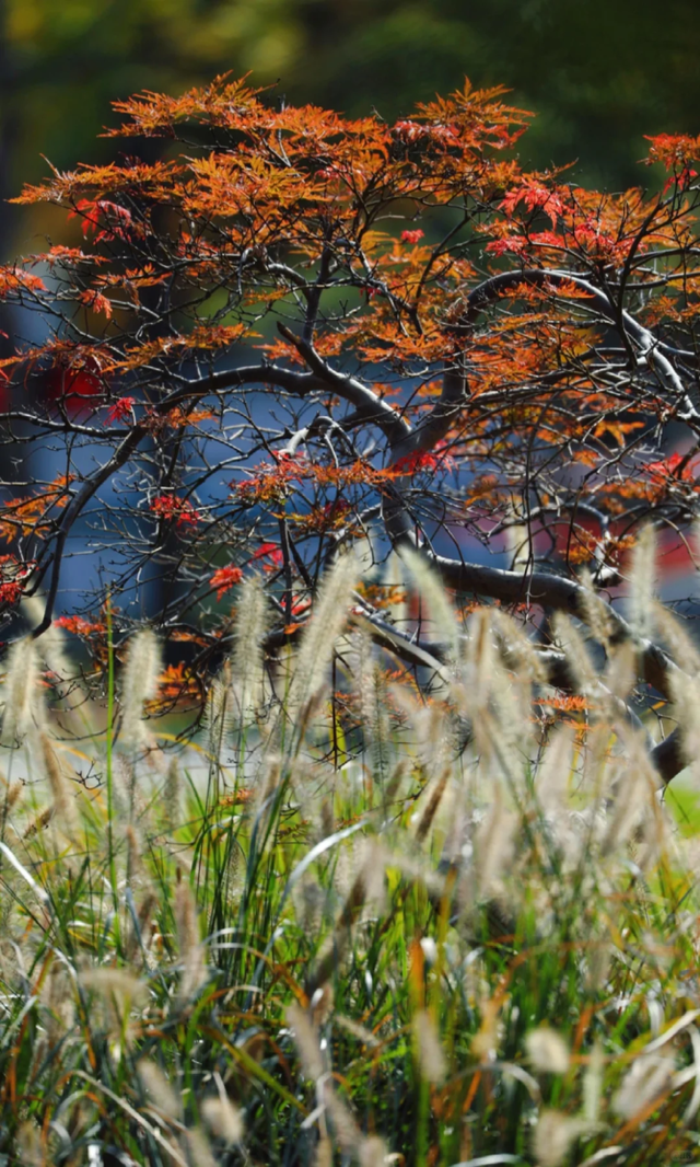 快来这个公园，捕捉五彩斑斓的秋色！