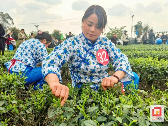 春天就要上茶山！来荣县，饮一口最早的春日鲜醇