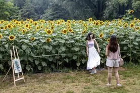 北京奥森向日葵花海引客来图片