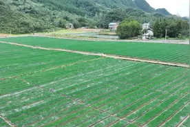 小香葱，大产业！丰都这个村让村民增收“葱”满希望图片