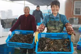 杭州稻田里的蓝龙虾“抢鲜”上市，今年产量和质量提高不少图片