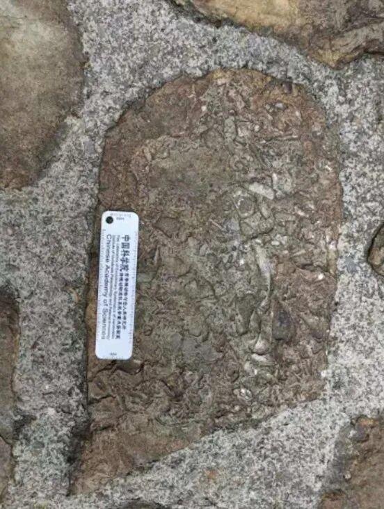 这个小盒子里的化石材料，产生了非常多举世瞩目的成果，有十几篇顶刊文章｜卢静 一席少年第36位讲者