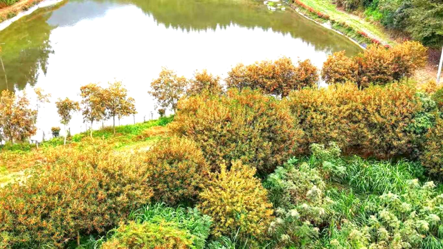 太美！太香！闽清这里的桂花开了！快来邂逅这场金色浪漫——