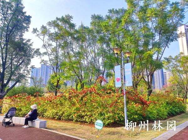 【绿化处】前茅公园冬日花海绽放