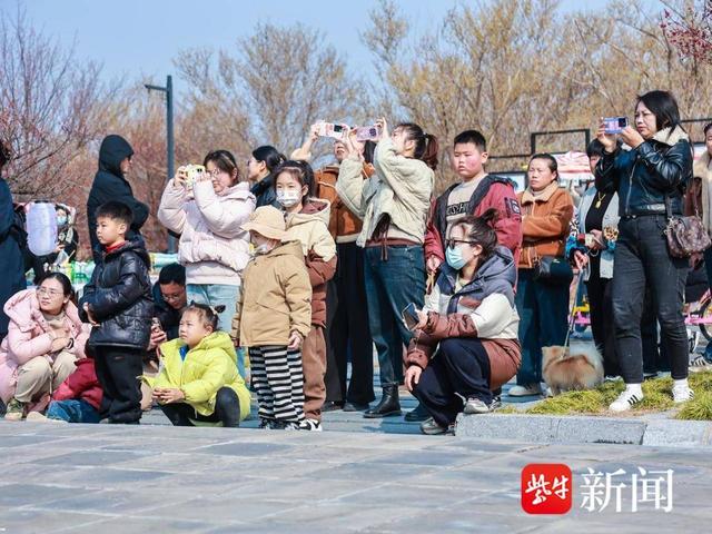 梅香绕梅园 竹马贺新春，灌云梅园“青梅竹马”赏花季启幕