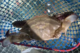 价格大跳水！还要跌！合肥已大量上市图片