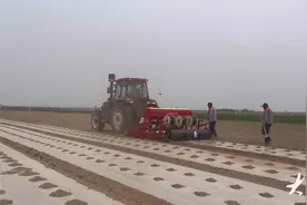 一气呵成！“绳播技术”助力棉花种植全程机械化图片
