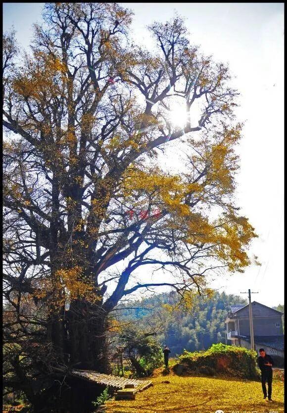 一树鎏金一树诗，铅山这3个绝美银杏打卡地惊艳整个秋天！