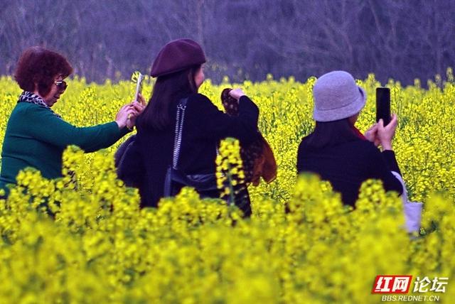 【赴春之约】株洲赏春好去处：仙庾镇徐家塘金色花海正当时