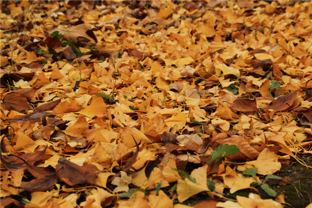 留住秋日浪漫！文登这7处区域落叶缓扫