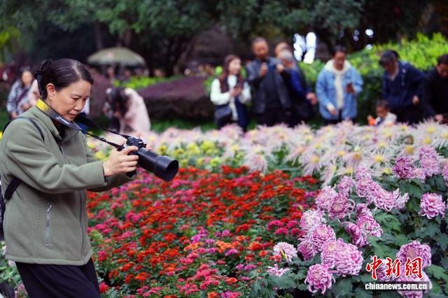 四川成都：700余种菊花亮相引游人