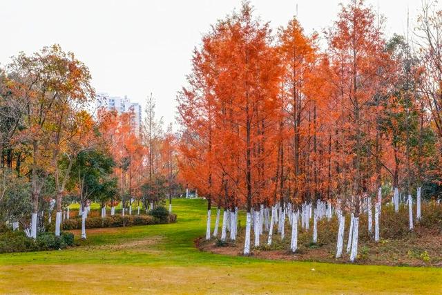 冬来秋未尽！秋天是赖上合肥了？