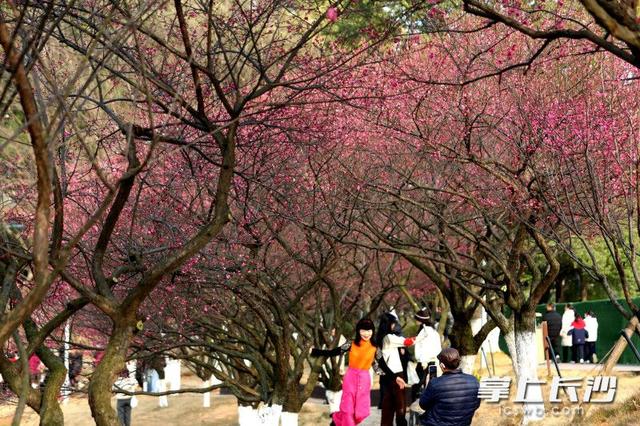 梅花满枝头，赏花打卡正当时｜组图
