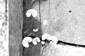 科普｜积雪草：念出它的名字顿感心生清凉图片