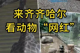 秀我中国｜来齐齐哈尔看动物“网红”图片