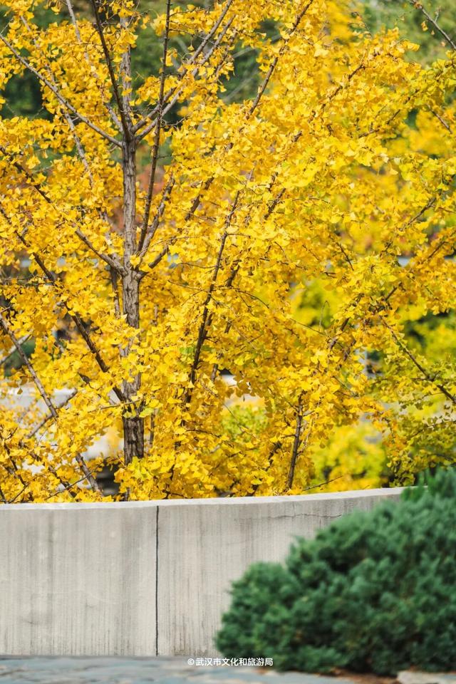 实况！武汉彩叶季来了，这些地方最出片