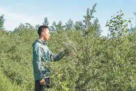 砒砂岩长出的沙棘用处大（美丽中国·生态治理中的特色植物③）图片