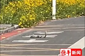 绍兴一景区附近惊现眼镜蛇图片