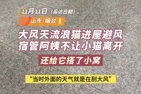 温暖山东丨流浪猫进屋避风，宿管阿姨搭了小窝收留图片