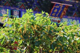 高峰时段，颐和园、天坛等公园将确保15分钟以内购票入园图片