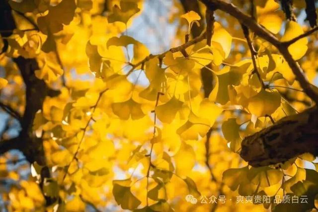 在白云！这个初冬阳光温暖，满是金黄！