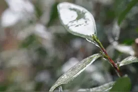 降雨、降温、下霜……杭州西湖龙井开采注意了图片