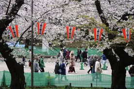 （外代一线）日本：上野公园赏樱花图片