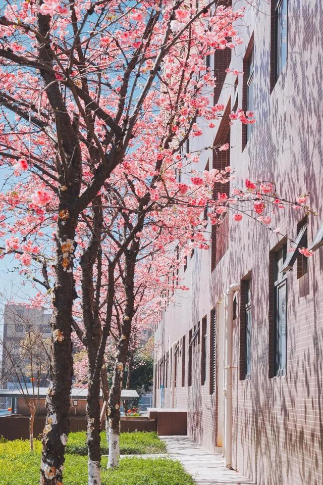 云南的大学有多美！一起来打卡嵩明职教新城樱花盛景