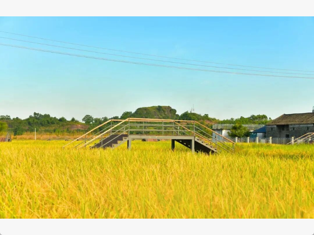 沿着高速去旅行丨循着稻香享受环城高速的风吹麦浪