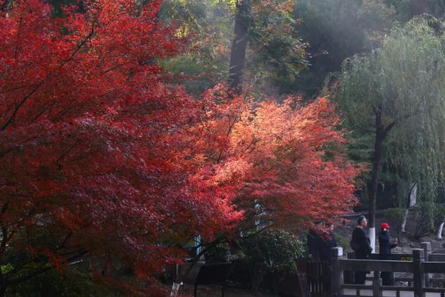 中大路 “红” 了！本周 C 位遛弯地预定！
