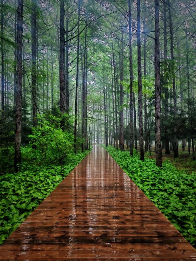 给身心来一场“森林浴”