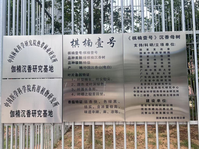 真不懂，为啥现在的明星和有钱人都偏爱这个“烂木头”？