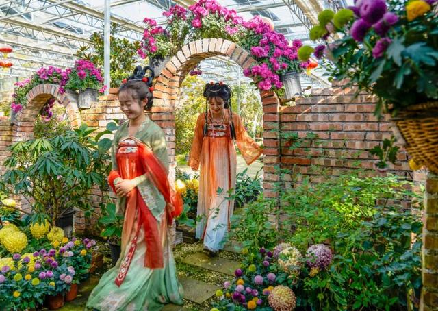 图说定西 | 深秋和菊花的浪漫邂逅