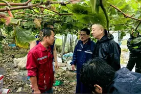 两小时赔款到账，中国太保产险浙江分公司快速赔付台风“贝碧嘉”农险损失图片
