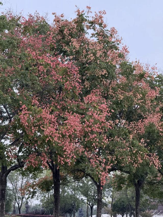西安因你而美 | 栾树，一场盛大的秋