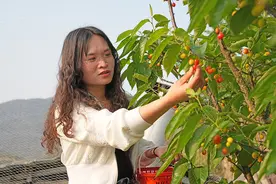 绿化村：300亩樱桃抢“鲜”上市 “采摘游”受青睐图片