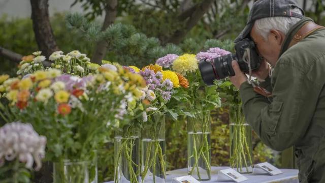秦淮花事 | 甘熙宅第赏菊正当时（文末有彩蛋）