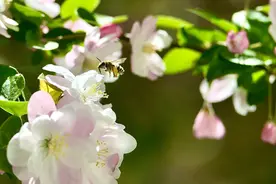 节韵汇丨春分至，燕归来，最是一年春好时图片